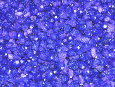 果色蓝色背景.食物蓝色背景.多汁浅而美丽的花园草莓.软聚焦照片