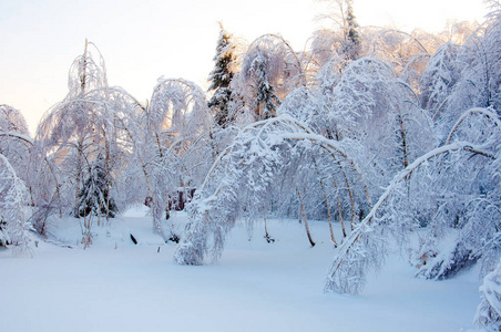 冬日仙境树木被覆盖在树枝上的积雪淹没