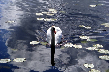 一只天鹅在湖面平静地游动图片