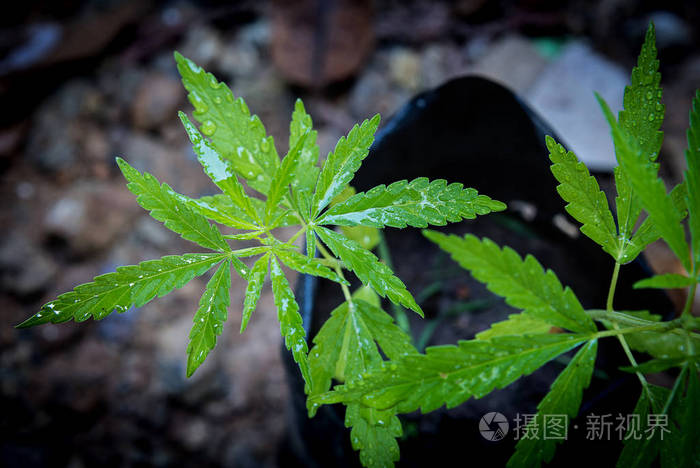 大麻叶在农场里生长 绿叶大麻树 N照片 正版商用图片26wf14 摄图新视界 大麻叶在农场里生长 绿叶大麻树 N照片 正版商用图片26wf14 摄图新视界