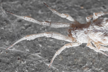 Macro Photo of White Spider is on the Web 