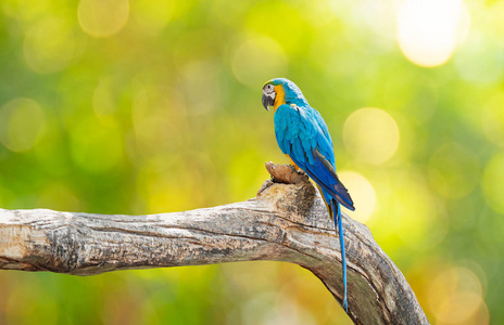 特写蓝色和金色金刚鹦鹉栖息在背上孤立的树枝上