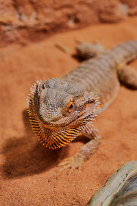 澳大利亚 颜色 蜥蜴 眼睛 说谎 自然 动物 脊椎动物 鬣蜥