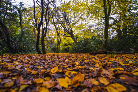 秋色的峨坪森林漫步图片