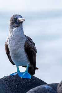 鸟脚图片-鸟脚素材-鸟脚插画-摄图新视界
