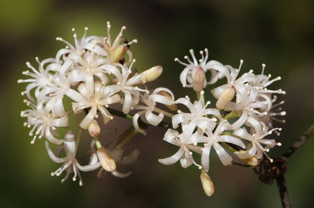 常见的地中海土茯苓-常见的粗糙的藤蔓草和地中海的土茯苓美丽的秋天