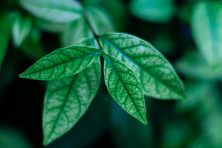 特写镜头 植物学 生长 春天 树叶 季节 环境 颜色 纹理