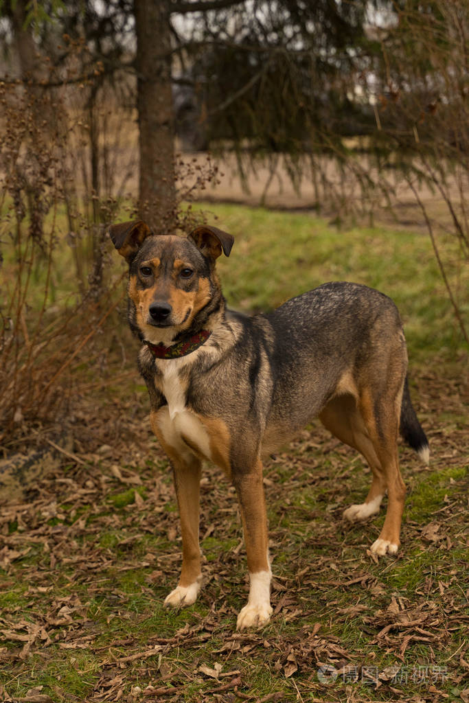 三色狗站在街上