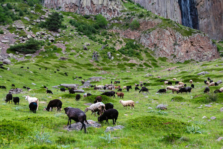 一群羊在北高加索的绿色山地牧场上吃草