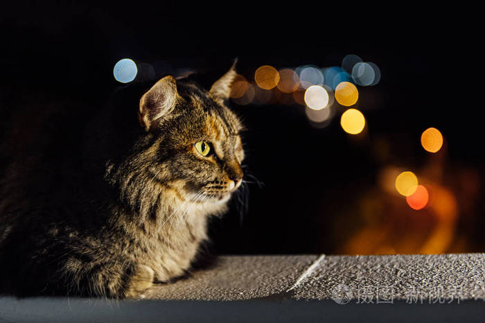背景模糊的夜光中的特写脸斑猫
