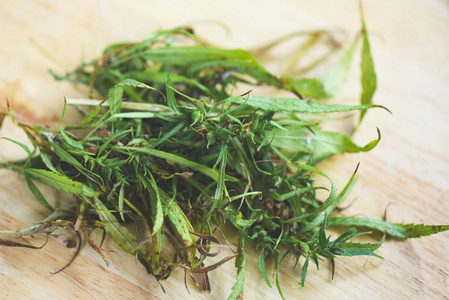大麻种子图片 大麻种子素材 大麻种子插画 摄图新视界 大麻种子图片 大麻种子素材 大麻种子插画 摄图新视界