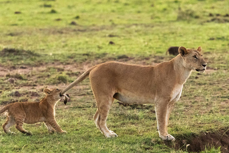 母狮 坦桑尼亚 公园 荒野 野生动物 玛拉 狩猎 危险的