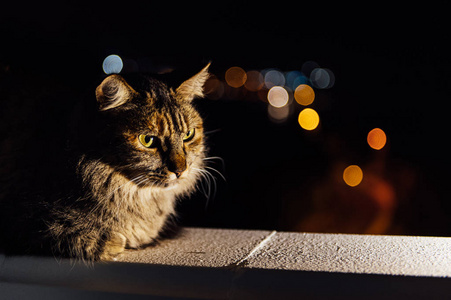 背景模糊的夜光中的特写脸斑猫图片