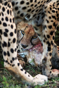 游猎 野生动物 非洲 危险的 食肉动物 特写镜头 荒野 猎人