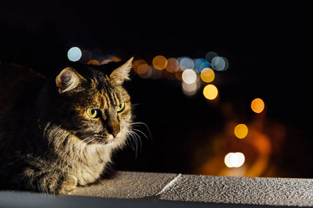 背景模糊的夜光中的特写脸斑猫图片