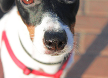 鼻子 猎犬 杰克 肖像 眼睛 犬科动物 可爱极了 眼球 哺乳动物