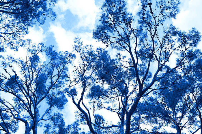 蓝天背景上的松树经典蓝色概念