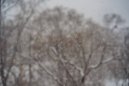 冬季景观森林里的小巷，树枝被雪覆盖的树木