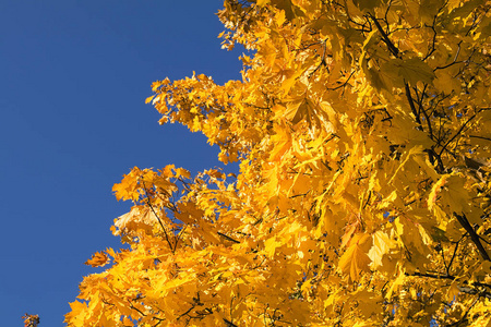 天空 季节 美丽的 公园 落下 树叶 秋天 森林 王冠 枫树
