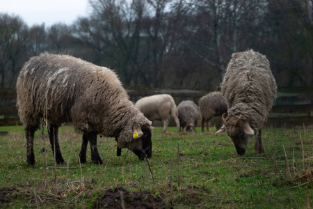毛茸茸的绵羊在农场上吃草。羊群在户外吃草
