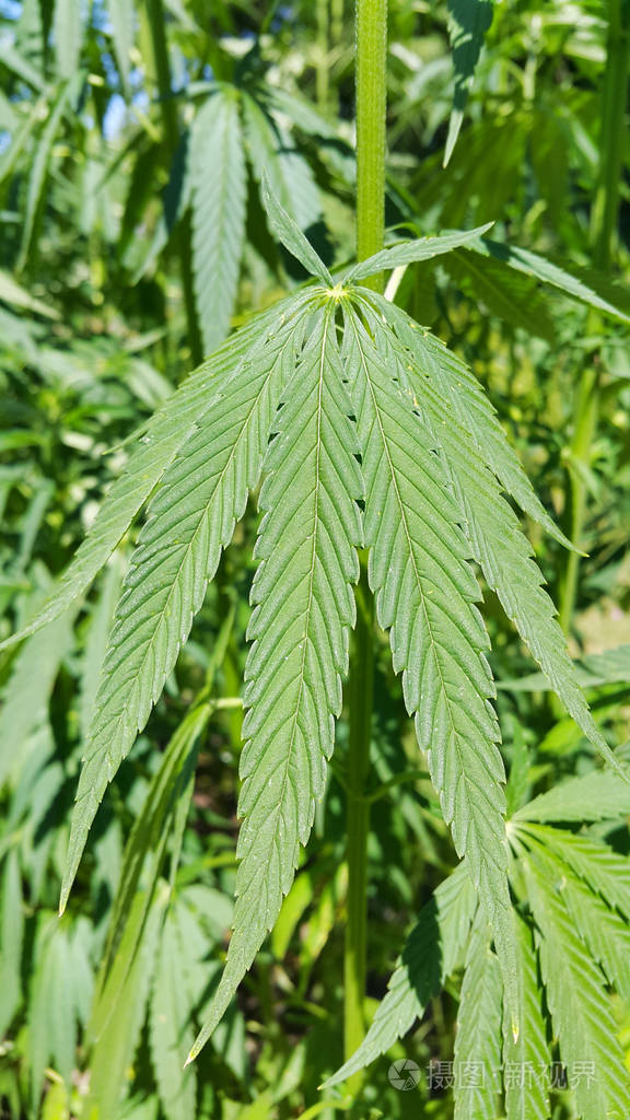 大麻植物大麻大麻的绿色新鲜叶子