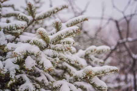 森林里雪地里的冷杉树