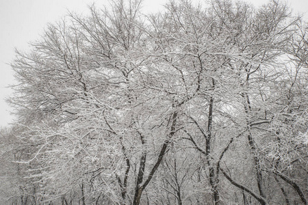 分支 风景 寒冷的 降雪 圣诞节 俄罗斯 天空 森林 自然