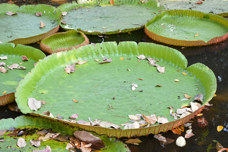 植物区系 公园 植物 自然