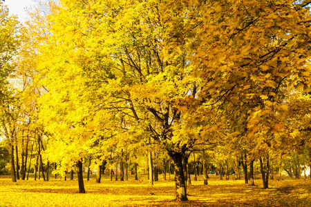 公园 秋天 枫树 闲逛 植物 阳光 树叶 美女 十月 季节