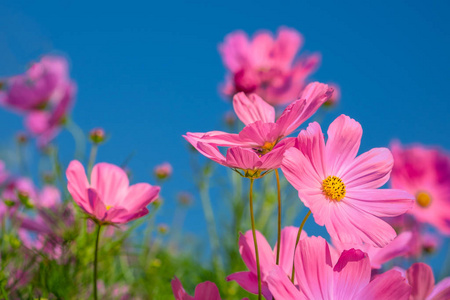 环境 阳光 花粉 植物区系 紫色 花园 天空 柔和的 粉红色