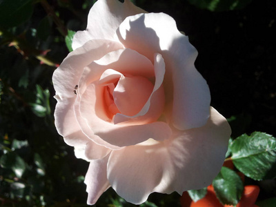 特写镜头 浪漫 美丽的 可爱的 开花 花瓣 玫瑰 自然 春天