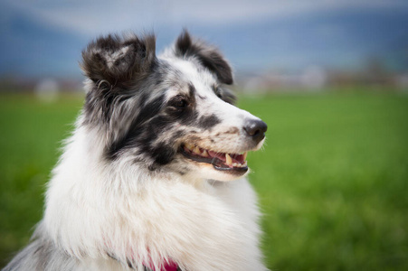 草地 集中 牧羊犬 乐趣 可爱的 美丽的 犬科动物 肖像