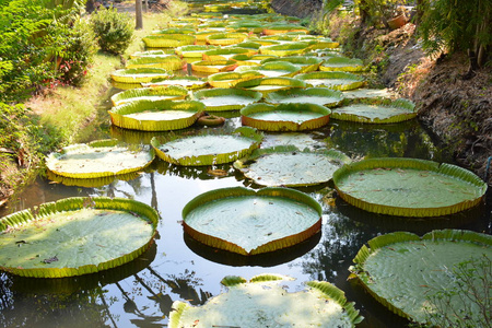 植物区系 自然 公园 植物