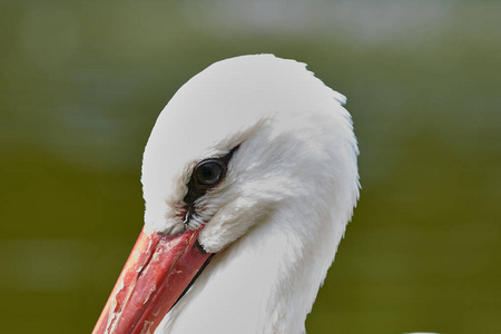 野生动物 动物 自然 动物群 羽毛 特写镜头 天鹅 鸟类学
