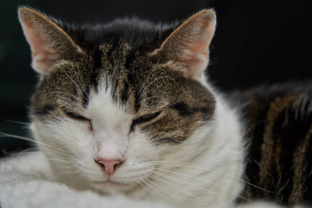 宠物 美丽的 睡觉 哺乳动物 满意 猫科动物 动物 基蒂