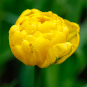 植物区系 生长 纹理 特写镜头 环境 布里奇特 植物学 花瓣