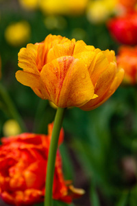 郁金香 季节 环境 作物 生长 植物区系 自然 花瓣 植物学