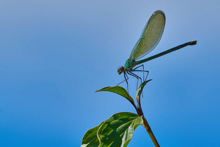 蜻蜓 翅膀 花园 昆虫 野生动物 颜色 动物群 夏天 自然