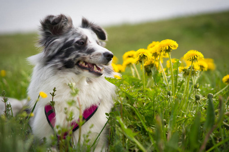 犬科动物 动物 可爱极了 繁殖 有趣的 可爱的 美丽的 牧羊犬