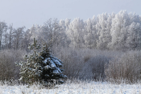 天气 季节 木材 冬天 风景 自然 森林 美女 寒冷的 天空