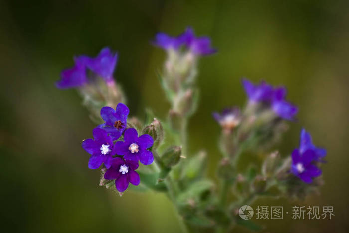 草地 树叶 春天 美女 紫罗兰 花的 美丽的 植物区系 自然