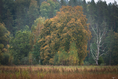 风景 落下 季节 环境 场景 木材 十月 阳光 森林 自然