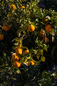 植物 作物 果汁 花园 农业 维生素 橘子 水果 收获 健康