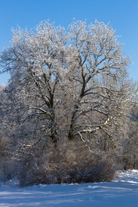 风景 冷冰冰的 天气 圣诞节 自然 十二月 冬天 木材 美女