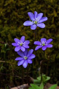 花瓣 特写镜头 美丽的 颜色 盛开 园艺 草地 植物学 植物