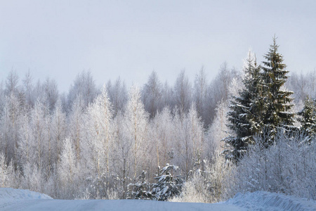 森林 场景 季节 冬天 天空 圣诞节 冷杉 太阳 风景 天线