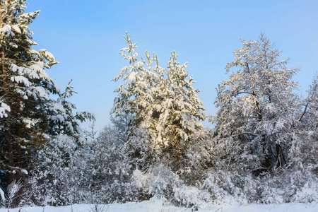 雄伟的冬日雪白云杉