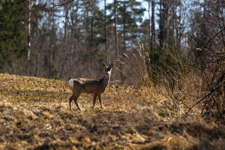 自然 小鹿 季节 狩猎 落下 巴克 雌鹿 动物 秋天 野生动物
