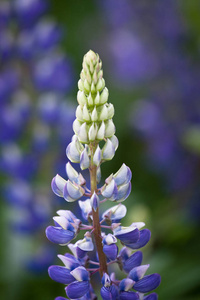 植物 植物区系 丁香花 颜色 春天 紫罗兰 园艺 特写镜头