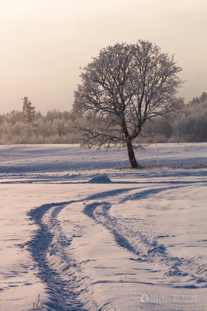 太阳 十二月 冻结 自然 分支 天气 冬天 公园 天空 木材